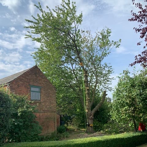Wide-angle of a tree pruning and pollarding process next to a house